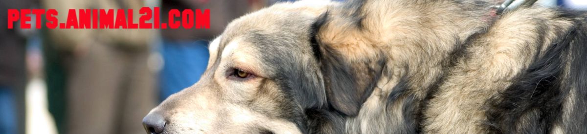 pets.animal21.com